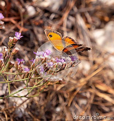 Macro of a female southern gatekeeper pyronia cecilia butterfly with blurred bokeh background; pesticide free environment Stock Photo