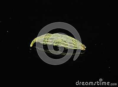 Macro Fennel seed Foeniculum vulgare Stock Photo