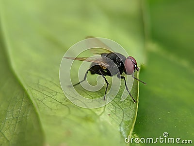 Macro of flies insect on green leaves Stock Photo