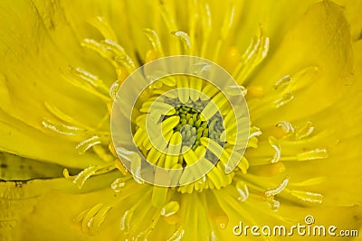 Macro flower closeup yellow backgrounds Stock Photo