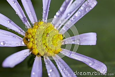 Macro flower core Stock Photo