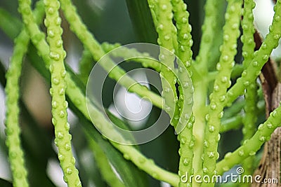 Macro of the flower stems on a bamboo palm Stock Photo