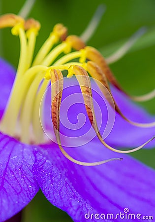 Macro of flower stigma. vibrant details Stock Photo