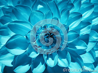 Macro flower turquoise dahlia. Background from a flower. Closeup. Stock Photo