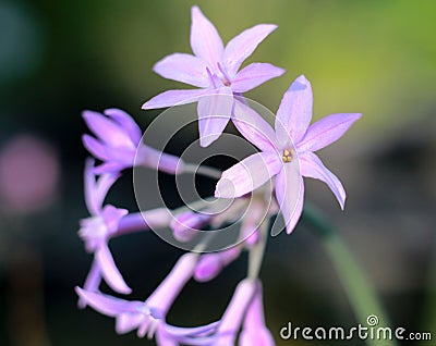 Macro flower Stock Photo