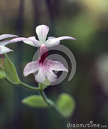 Macro flower Stock Photo