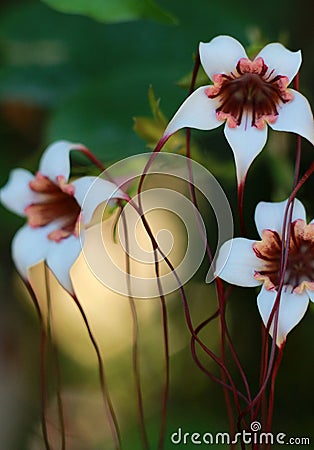 Macro flower Stock Photo