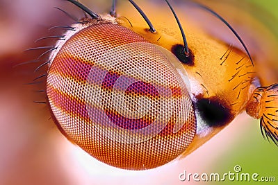 Macro fly compound eye at extreme magnification Stock Photo