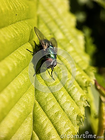 A macro of a fly posing on a hornbeam leaf Stock Photo