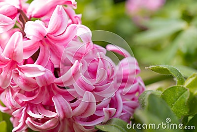 Macro focus of a pair type of pink springtime hyacinth. Stock Photo