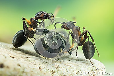 Wood ant, Ant, Ants, Formica rufa Stock Photo