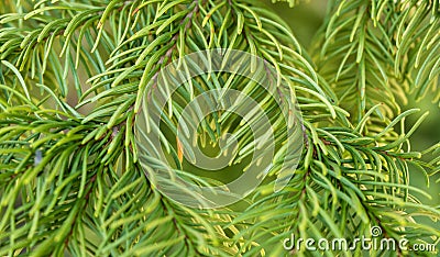 Macro Focus on Tips of Pine Tree Needles Stock Photo