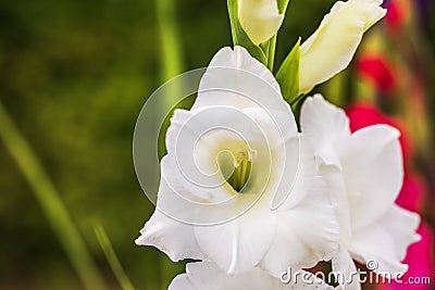 Macro focused view of white gladiolus flower. Stock Photo