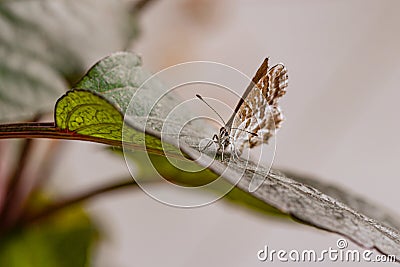 Macro of a geranium bronze butterfly cacyreus marshalli on a dahlia leaf Stock Photo