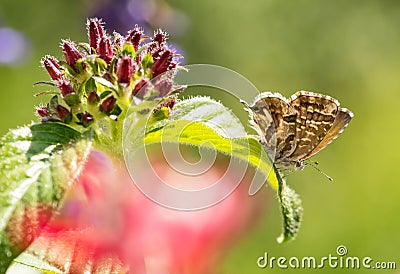 Macro of a geranium bronze butterfly cacyreus marshalli on egyptian starcluster pentas Stock Photo