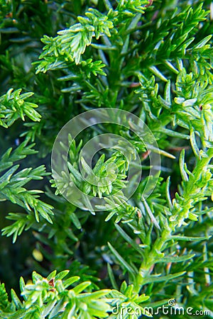 Macro of goldcrest cypress Stock Photo