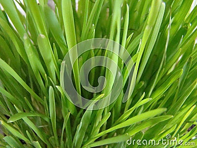 Macro grass Stock Photo