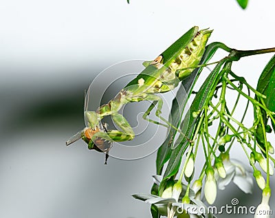 Macro grasshopper eating bee on the leaves Stock Photo