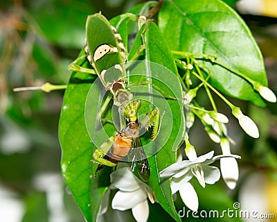 Macro grasshopper eating bee on the leaves Stock Photo