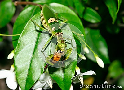 Macro grasshopper eating bee on the leaves Stock Photo