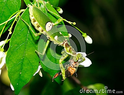 Macro grasshopper eating bee on the leaves Stock Photo