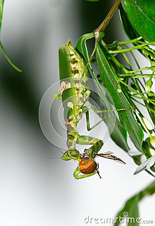 Macro grasshopper eating bee on the leaves Stock Photo