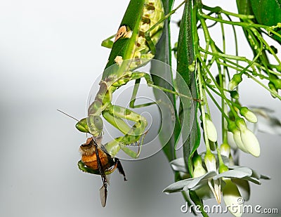 Macro grasshopper eating bee on the leaves Stock Photo