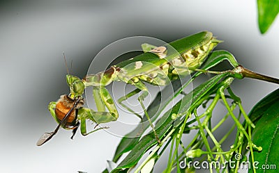 Macro grasshopper eating bee on the leaves Stock Photo