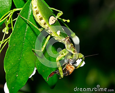 Macro grasshopper eating bee on the leaves Stock Photo