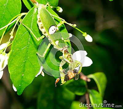 Macro grasshopper eating bee on the leaves Stock Photo