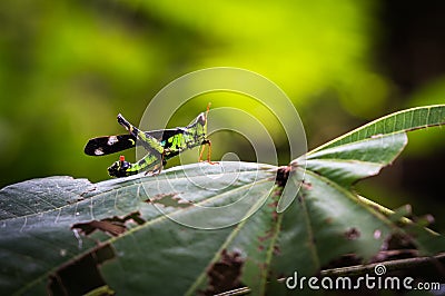 Macro grasshopper live on leaves of grass Stock Photo