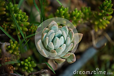 Green macro single garden succulent photo Stock Photo