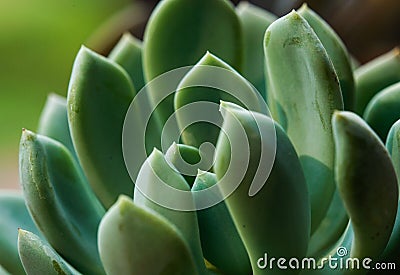 Green macro single succulent photo Stock Photo