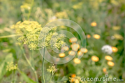 Macro of green dill with many flowers Stock Photo