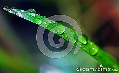 Waterdrops on grass blade Stock Photo