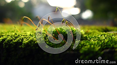 Macro green grass Stock Photo