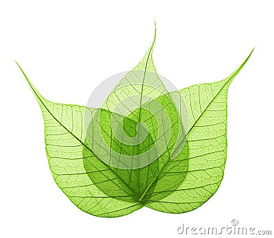 Macro green leaves isolated Stock Photo