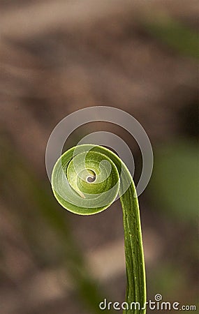 Macro Green Mutated Acacia Leaf Spiral Stock Photo