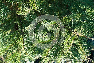 Macro of green needle-like leaves of spruce Stock Photo