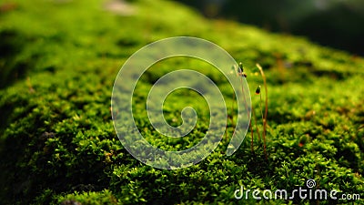 Macro green Pogonatum plants Stock Photo