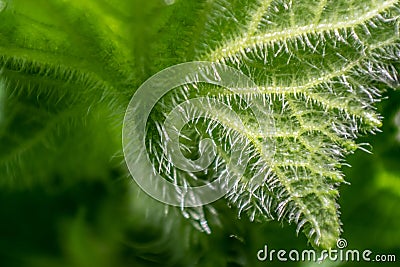 Macro of a green spiky leaf in the nature Stock Photo