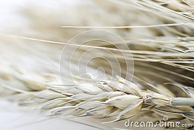 Macro Group blur gold Ears of wheat on white backgro Stock Photo