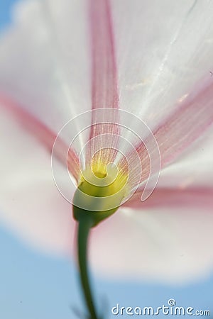 Macro of a harebell on blu sky Stock Photo