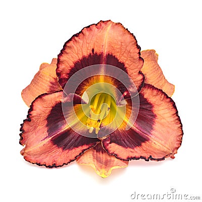 Macro head flower hemerocallis daylily Stock Photo