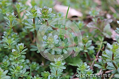 Macro of heath bedstraw (Galium saxatile) in spring Stock Photo