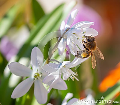 Macro of a honey bee apis mellifera on a puschkinia scilloides blossom Stock Photo