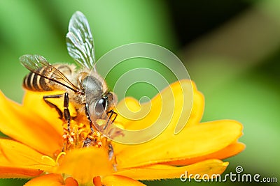 Macro of honey bee eating nectar Stock Photo