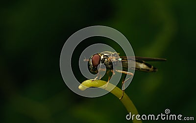 A macro of a Hoverfly on a green stamen Stock Photo