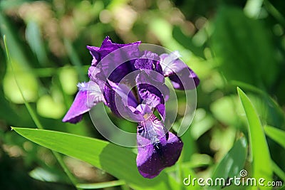 Macro image of amazing purple flower with white fluff Stock Photo