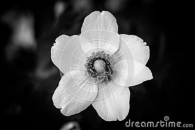 Dramatic black and white flower closeup on black natural background Stock Photo